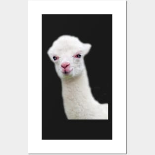 White Baby Alpaca, Llama, Cria Posters and Art